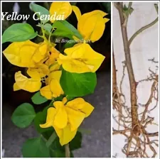 3 Rooted Cutting Yellow Bougainvillea Flowering Plant