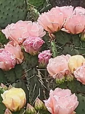 Prickly Pear Cactus Pink & Yellow Blooms 7-9" PAD