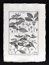 1793 Lamarck Botanical Print - Coffea Coffee Beans - Chiococca Snowberry Plant