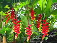 heliconia rostrata for sale