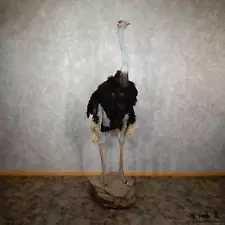 #19438 EL | Standing Ostrich Life-Size Taxidermy Mount For Sale