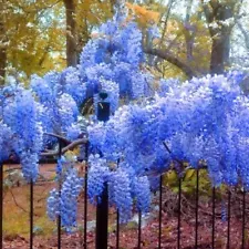 1 Pack 10 Blue Chinese Wisteria Seeds Wistaria Seed Chinese wistaria S030