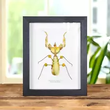 Taxidermy Devil's Flower Mantis Frame (Idolomantis diabolica)