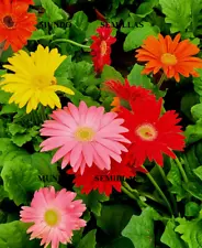 gerbera seeds for sale