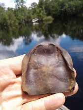 Excellent High Quality Fossil Box Turtle Trap Door Florida Saltwater Fossil