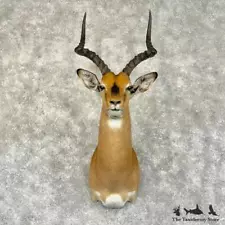 #29220 P | South African Impala Taxidermy Shoulder Mount For Sale