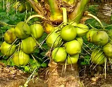 Green Dwarf Coconut tree (Malayan dwarf)- 1 unsprouted coconut