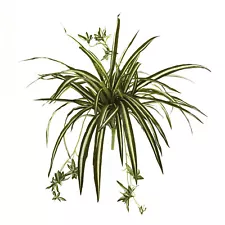 Spider Plant Bush Chlorophytum Comosum Home Decor Nearly Natural 23” Set of 4