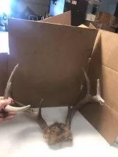 whitetail deer antlers for sale