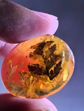 unique plant tree leaf Burmite Myanmar Burmese Amber insect fossil dinosaur age