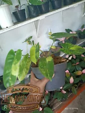 House Plant Philodendron Burlemark Variegated Free Phytosnitary 4-5 Leaf