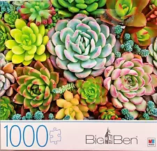 Beautiful Succulents COMP 1000 pc Various Kinds and Colors Great for Garden