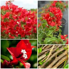 Bougainvillea Red Color 5 Well Rooted Live High Rare Plant Cuttings