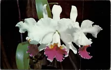 Orchid Seeds Cattleya Multicolor Butterfly Orchid Bonsai Vintage Postcard spc2