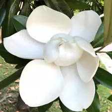 magnolia grandiflora tree for sale