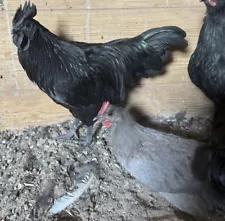 6 Silverudd’s Blue Hybrid Cross Svarthöna Swedish Black Hen Green Hatching Eggs