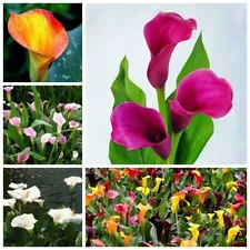 calla lily flowers for sale