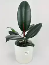 ficus elastica for sale