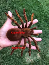 On Sale Realistic Spider Tarantula Fake/Prank BROWN~Extra Lrg Sz 4.50 x 7.5