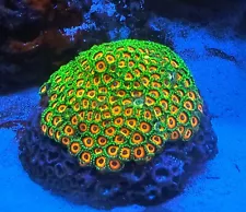 zoanthid coral colony