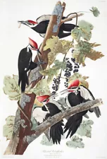 1830 John Audubon Pileated Woodpecker Picus Pileatus Havell Edition Exc