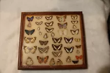 Vintage Real Butterflies Insects Framed Glass Taxidermy Collection #SM3