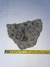 SALE! Fossil Brachiopod In matrix Cincinnati, Ohio