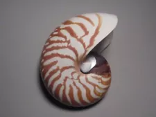 NATURAL CHAMBERED NAUTILUS "A CLASSIC COLLECTIBLE" (121.6mm)