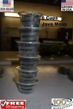 java moss for sale near me