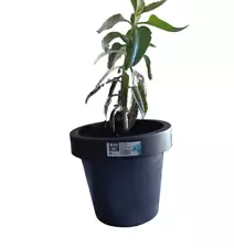 Kalanchoe (mother of thousand) anthracite pot