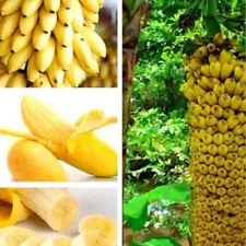 PYGMY BANANA TREE SEEDS GROW YOUR OWN FRUIT - DWARF BANANA FRUIT TREE