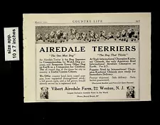 1921 Airedale Terriers Farm Dogs for Sale Weston NJ. Vintage Print Ad 14000