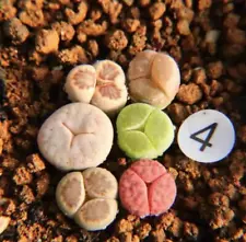 6CS Sale 1cm 3 leaf Succulent Live Plant Lithops Kikusiyo Gracilidelineata