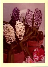 Purple & white Hyacinth Orientalis potted plants Found Photo V1908