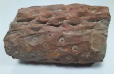 Stigmaria Lycopod Tree Lepidodendron Fossil/cast Pennsylvanian Carboniferous VA