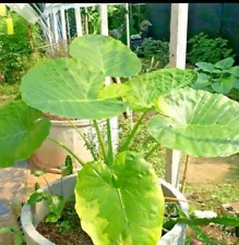 colocasia gigantea for sale