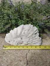 Dry White Natural Branch Coral for Aquarium or on a Shelf