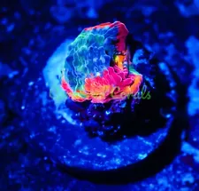 Cornbred's Rainbow Crush Chalice - WYSIWYG - Frag - LIVE CORAL