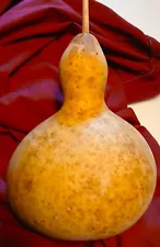 Large Dried GOURD W/Seeds , Cleaned, Bleached 20" Around x 8 "Tall