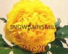 35KINDS RARE CHINA'S TREE PEONY SEEDS PAEONIA SUFFRUTICOSA FLOWER PERENNIL PLANT