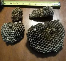 Lot of 4 Natural Paper Wasp Nest Missouri Taxidermy Decor Science Class