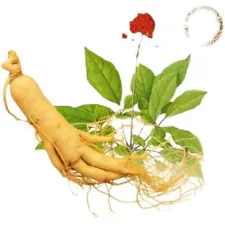 500pc Chinese / korea panax ginseng seeds for plant seed