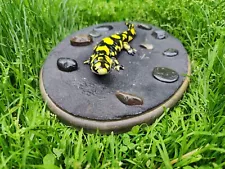 Reproduction Taxidermy Yellow Spotted Salamander Professionally Painted 9" Long