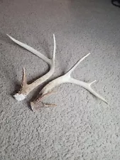 Real whitetail deer antlers for sale