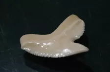 TIGER SHARK 31.1 mm... or 1.22 inches 'GEM QUALITY collectible SHARK tooth