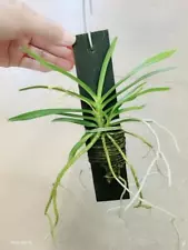 Popular Houseplant Orchid Vanda Green Light with Board Beautiful Stock