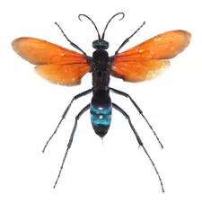 Pepsis formosa orange tarantula hawk wasp REAL ARIZONA UNMOUNTED WINGS CLOSED