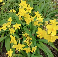 LIVE PLANT 2ft Spathoglottis gracilis - Ground Orchid Yellow