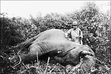 Poster, Many Sizes; Theodore Roosevelt Teddy Roosevelt, With Dead Elephant