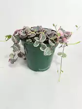 string of hearts variegated for sale